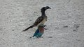 Toko und Lilac breasted Roller